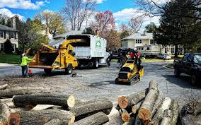 Best Storm Damage Tree Cleanup  in Belvidere, NJ