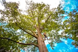Best Tree Risk Assessment  in Belvidere, NJ