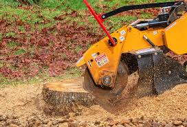 Tree and Shrub Care in Belvidere, NJ