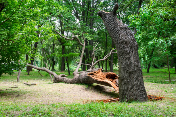 Best Tree Disease Treatment  in Belvidere, NJ