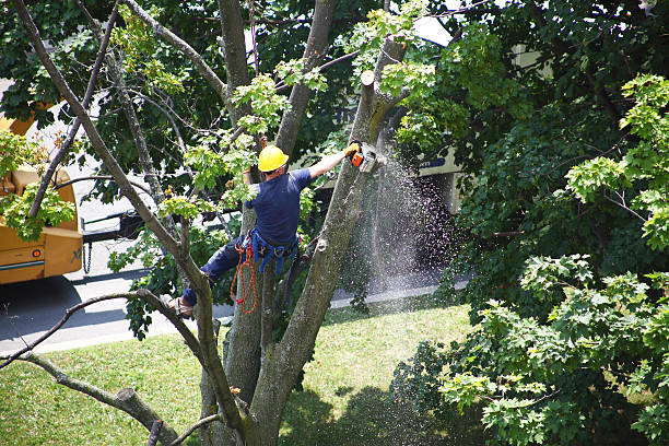 Best Weed Control  in Belvidere, NJ