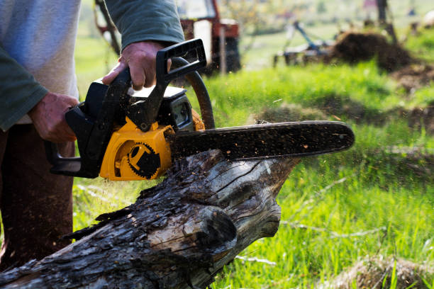 How Our Tree Care Process Works  in  Belvidere, NJ