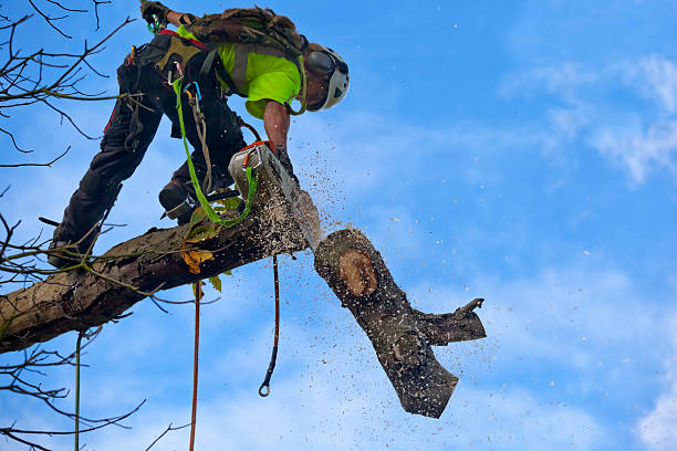Best Emergency Tree Removal  in Belvidere, NJ