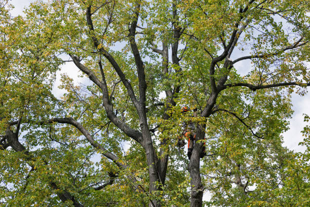 Reliable Belvidere, NJ Tree Care Solutions